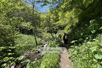 Ruta Hayedo de Montegrande y Cascada del Xiblu