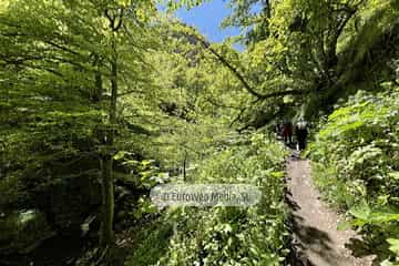 Ruta Hayedo de Montegrande y Cascada del Xiblu