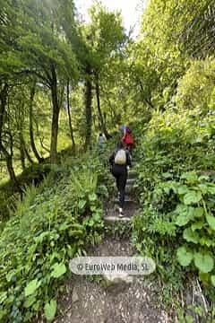 Ruta Hayedo de Montegrande y Cascada del Xiblu