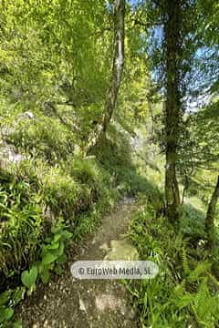 Ruta Hayedo de Montegrande y Cascada del Xiblu