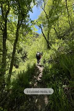 Ruta Hayedo de Montegrande y Cascada del Xiblu